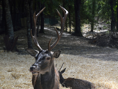 Sardinian deer foresta demaniale sette fratellin hiking and trekking trail in Sardinia