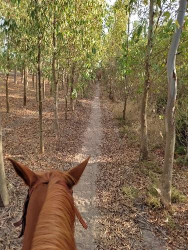 Horse riding in Sardinia