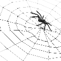 Halloween spider web holiday in sardinia
